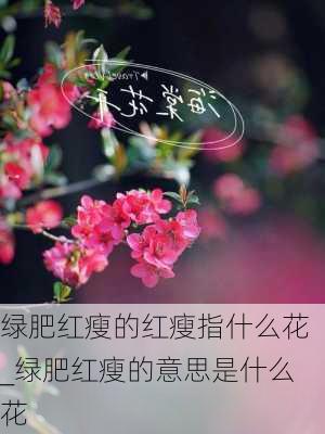 绿肥红瘦的红瘦指什么花_绿肥红瘦的意思是什么花