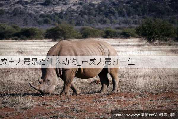 威声大震是指什么动物_声威大震打一生