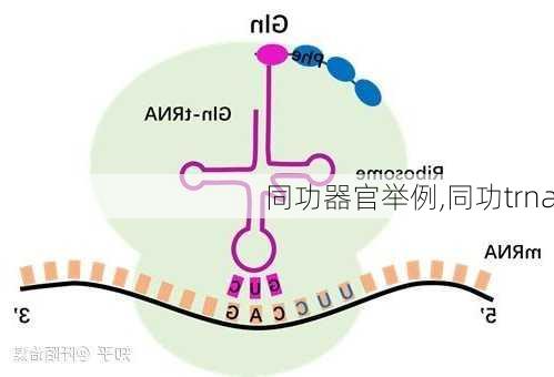 同功器官举例,同功trna