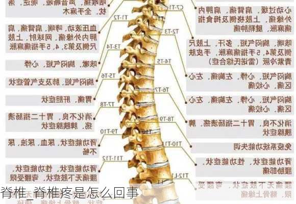 脊椎_脊椎疼是怎么回事