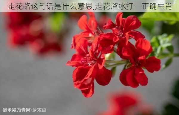 走花路这句话是什么意思,走花溜冰打一正确生肖