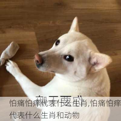 怕痛怕痒代表什么生肖,怕痛怕痒代表什么生肖和动物