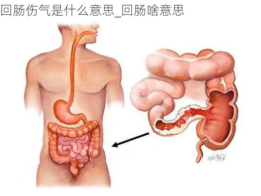 回肠伤气是什么意思_回肠啥意思