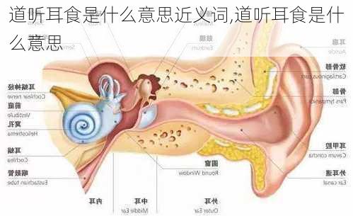 道听耳食是什么意思近义词,道听耳食是什么意思