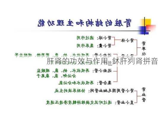 肝肾的功效与作用_鉥肝刿肾拼音