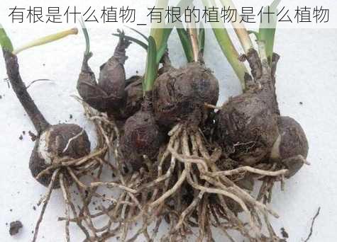 有根是什么植物_有根的植物是什么植物