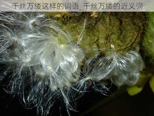 千丝万缕这样的词语_千丝万缕的近义词