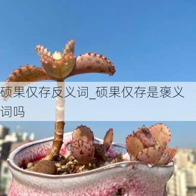 硕果仅存反义词_硕果仅存是褒义词吗