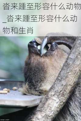 沓来踵至形容什么动物_沓来踵至形容什么动物和生肖