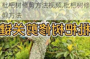 枇杷树修剪方法视频,枇杷树修剪方法