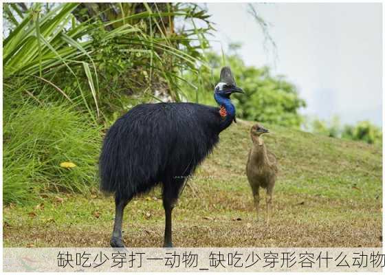 缺吃少穿打一动物_缺吃少穿形容什么动物