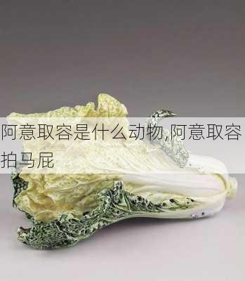 阿意取容是什么动物,阿意取容拍马屁