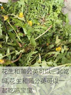 花生和蒲公英可以一起吃吗,花生和蒲公英可以一起吃吗宝宝