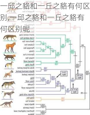 一邱之貉和一丘之貉有何区别,一邱之貉和一丘之貉有何区别呢