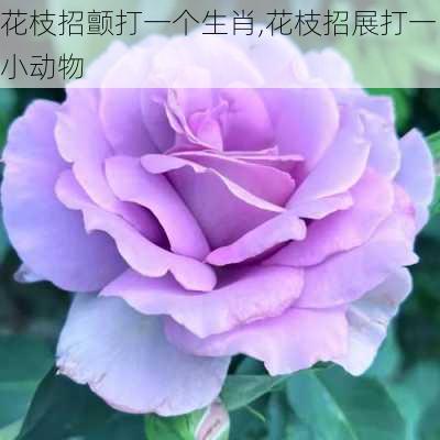 花枝招颤打一个生肖,花枝招展打一小动物