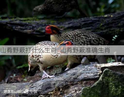 山肴野蔌打什么生肖_山肴野蔌准确生肖