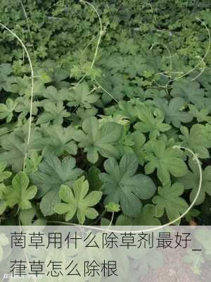 菵草用什么除草剂最好_葎草怎么除根