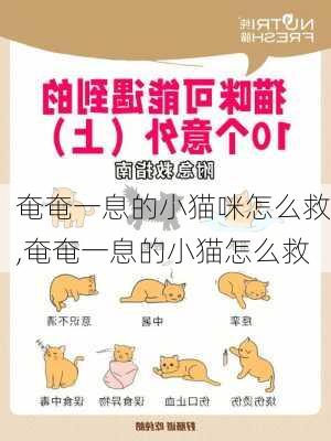 奄奄一息的小猫咪怎么救,奄奄一息的小猫怎么救