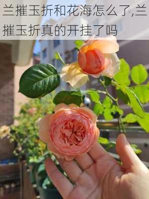 兰摧玉折和花海怎么了,兰摧玉折真的开挂了吗