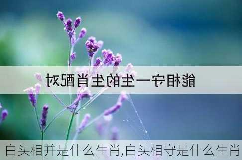 白头相并是什么生肖,白头相守是什么生肖