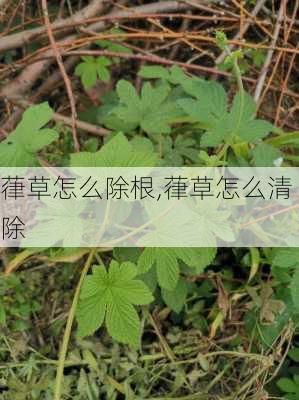 葎草怎么除根,葎草怎么清除