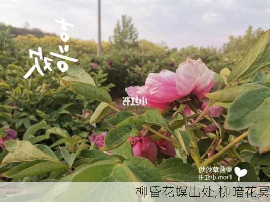 柳昏花螟出处,柳喑花冥