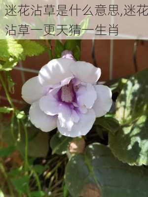 迷花沾草是什么意思,迷花沾草一更天猜一生肖