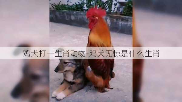 鸡犬打一生肖动物-鸡犬无惊是什么生肖